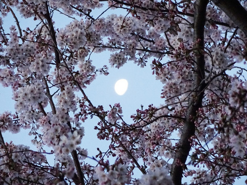 20150330桜と月.jpg